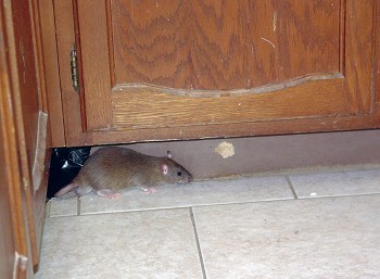 ультразвуковые отпугивательи крыс